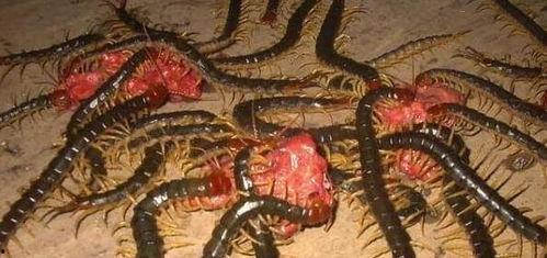 致命蜈蚣,揭秘神秘毒虫的恐怖之谜