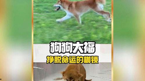 奇迹狗,忠诚与勇气的传奇故事